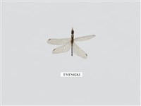 藏品(小蜻蛉)的圖片